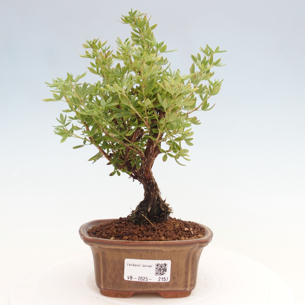 Outdoor bonsai-Pięciolistnik - Potentila fruticosa żółty Ptak