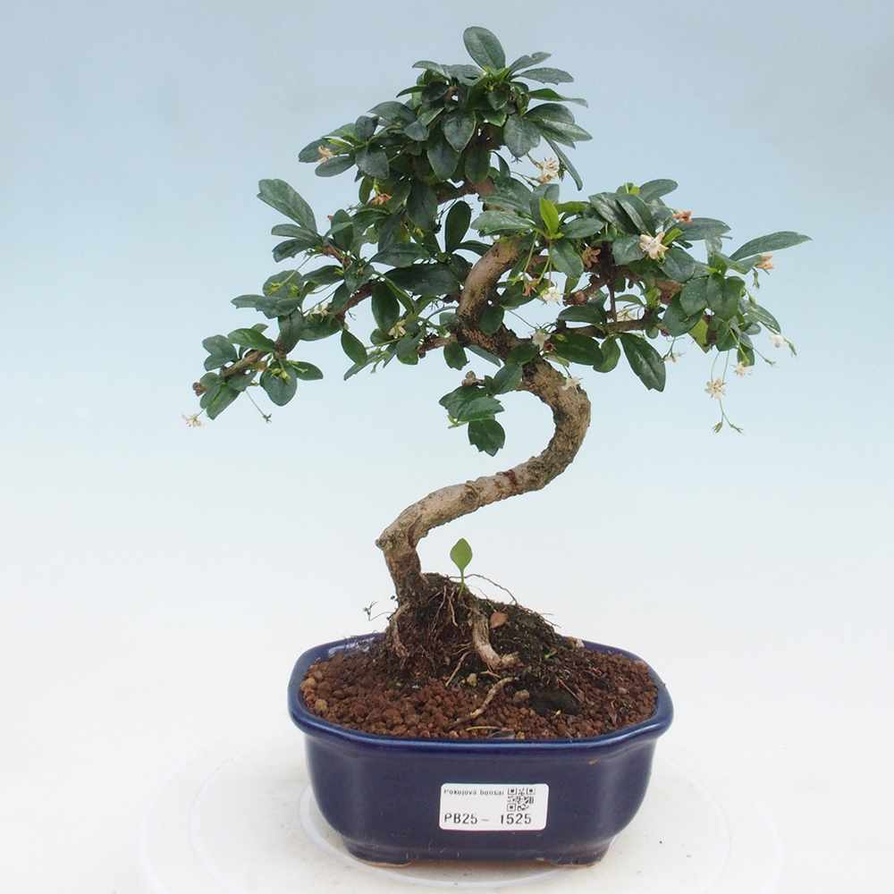 Bonsai wewnętrzne - Carmona makrophylla - Herbata Fuki