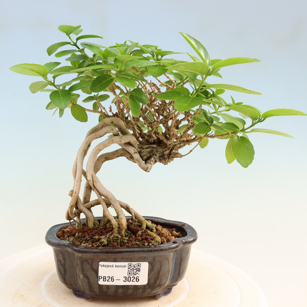 Indoor bonsai - Premna serratifolia - Kozlovna malolista