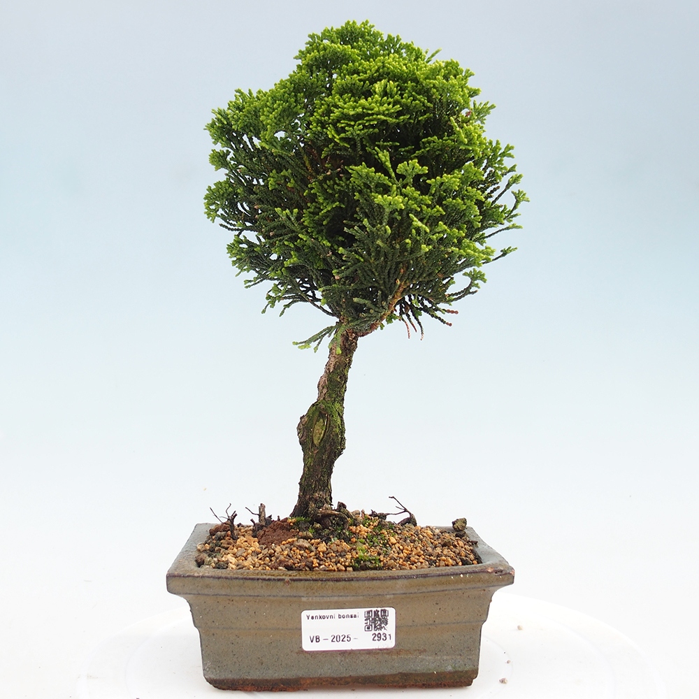 Bonsai na zewnątrz - Cham.pis obtusa Nana Gracilis - Cyprys