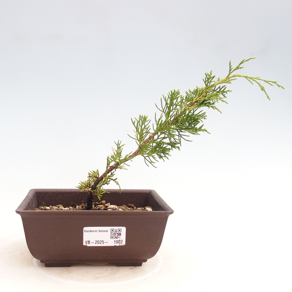 Outdoor bonsai - Juniperus chinensis Itoigawa - Jałowiec chiński