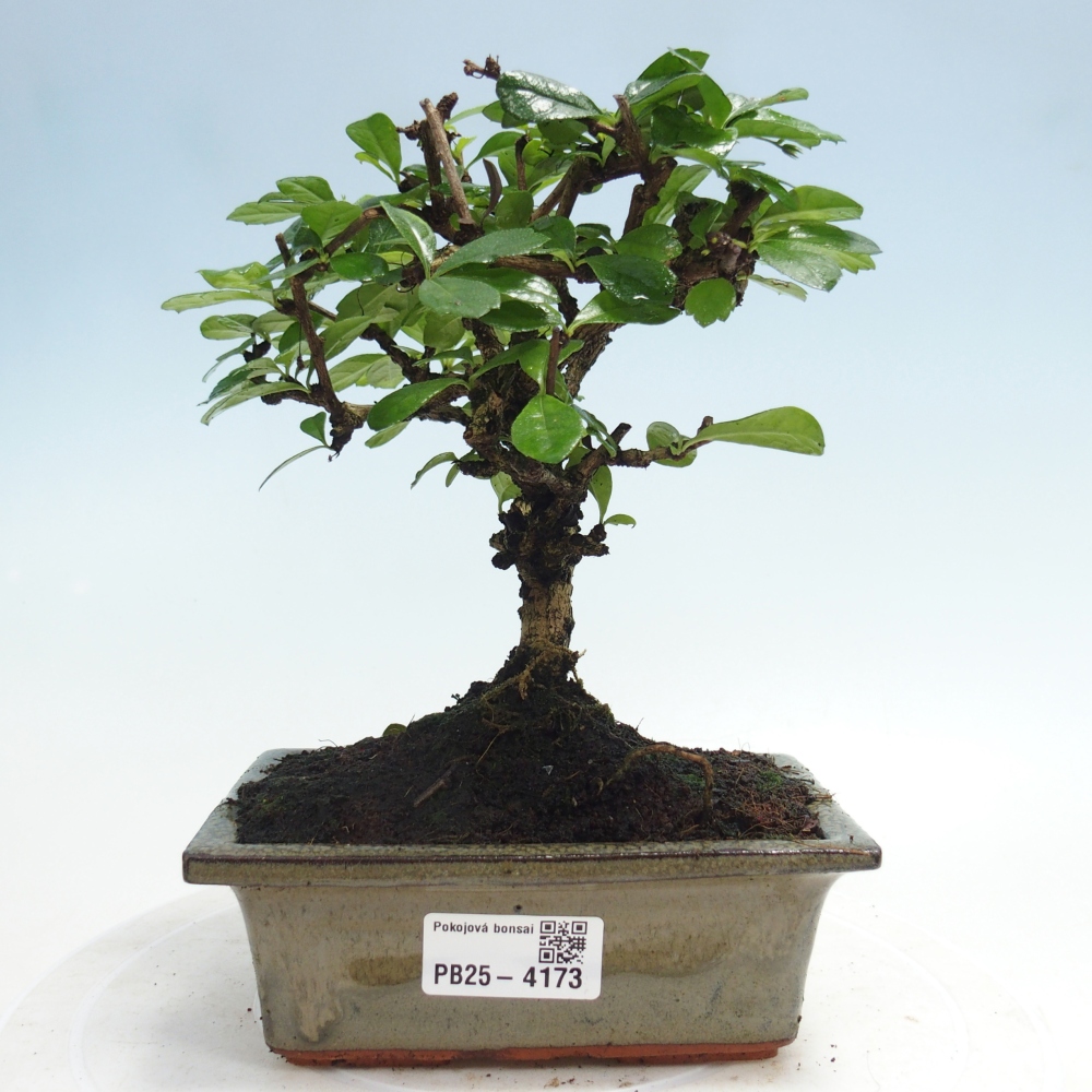 Bonsai pokojowe - Carmona macrophylla - Tea fuki
