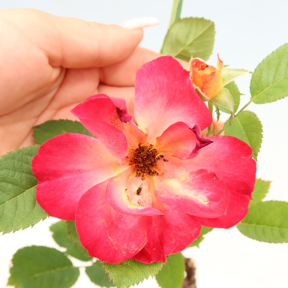 Bonsai ogrodowe – Rosa Kordes – róża