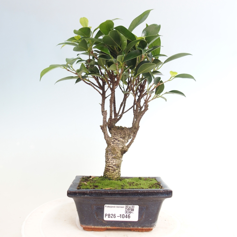 Pokój bonsai Ficus retusa kimmen