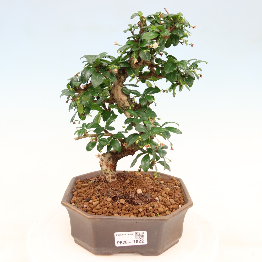 Bonsai pokojowe - Carmona macrophylla - Tea fuki