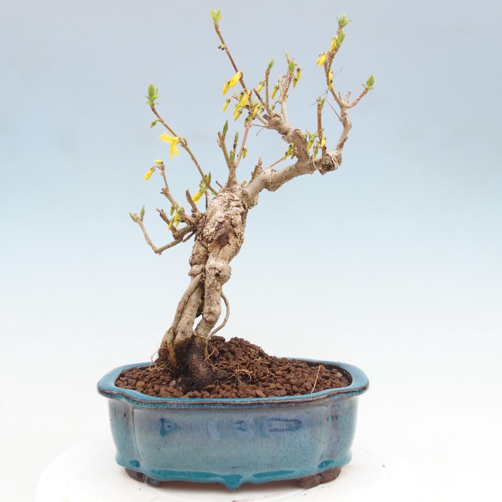 Bonsai plenerowe - Forsythia - Forsythia koreana