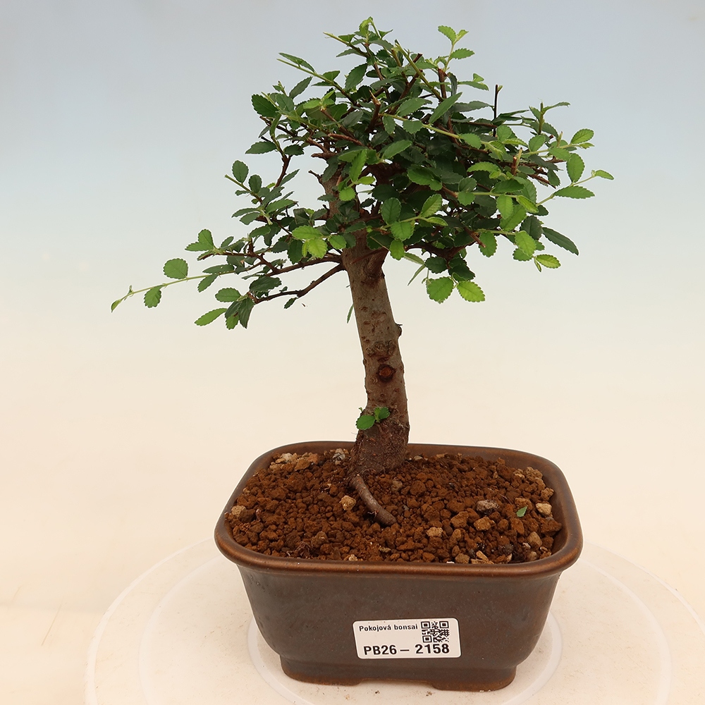 Pokój bonsai - Ulmus parvifolia - Wiąz drobnolistny