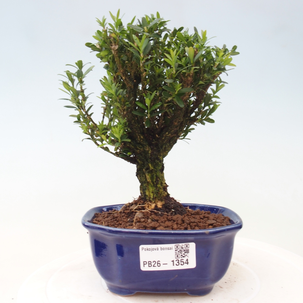 Pokój bonsai - Buxus harlandii - buxus korkowy