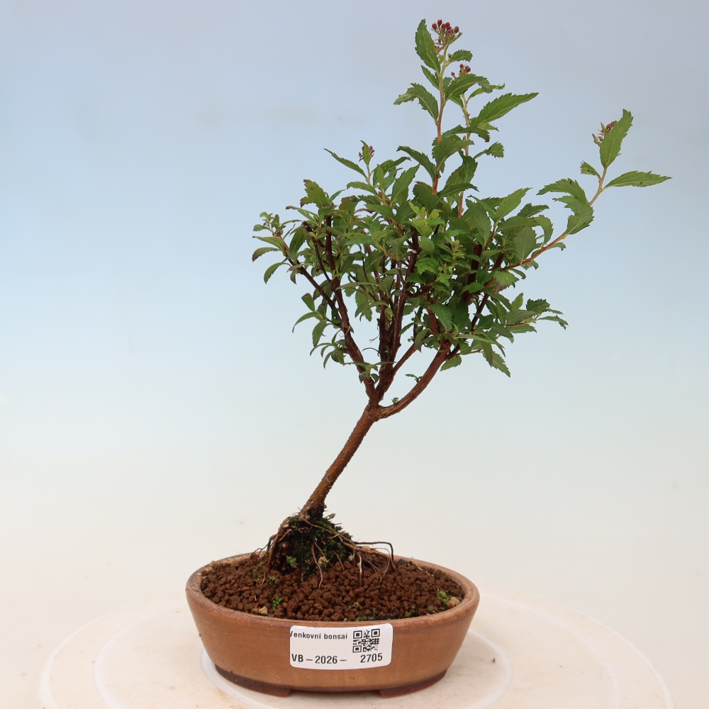 Bonsai ogrodowe – spirea japońska – Spirea japonica Anthony Waterer