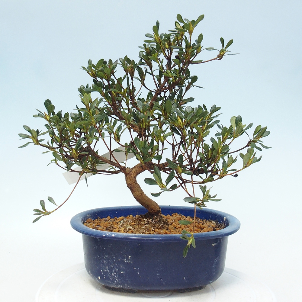 Bonsai zewnętrzne - Azalia japońska - Azalia Benibeni
