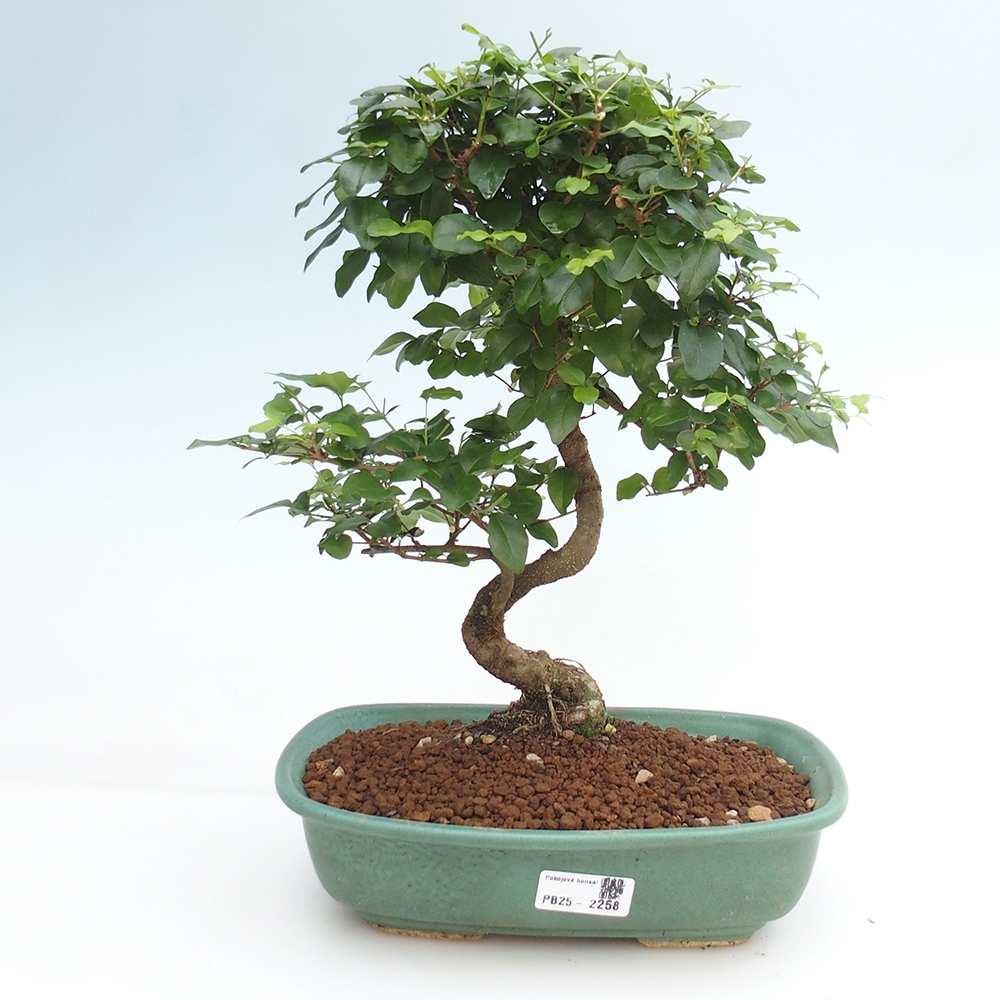 Pokój bonsai -Ligustrum chinensis - Ptasie oko