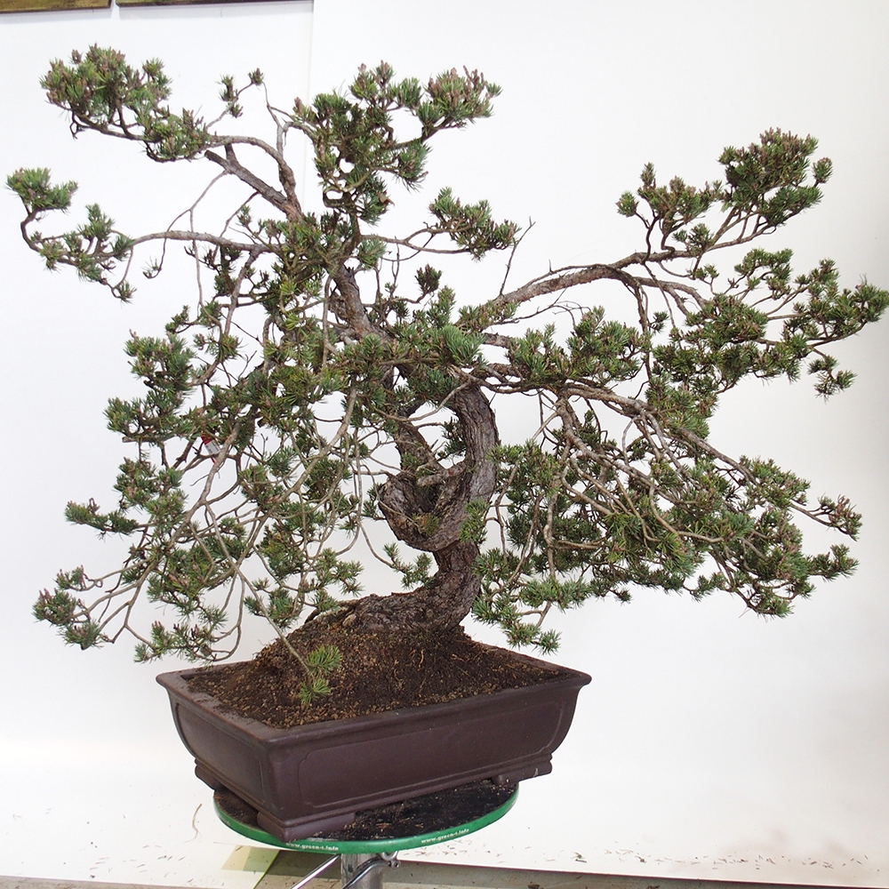 Yamadori - Pinus sylvestris Hiszpania