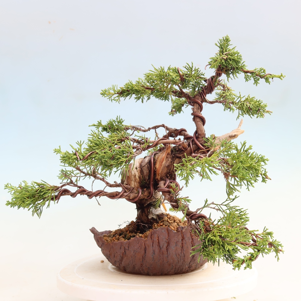 Bonsai ogrodowe – Juniperus chinensis Itoigawa – jałowiec chiński