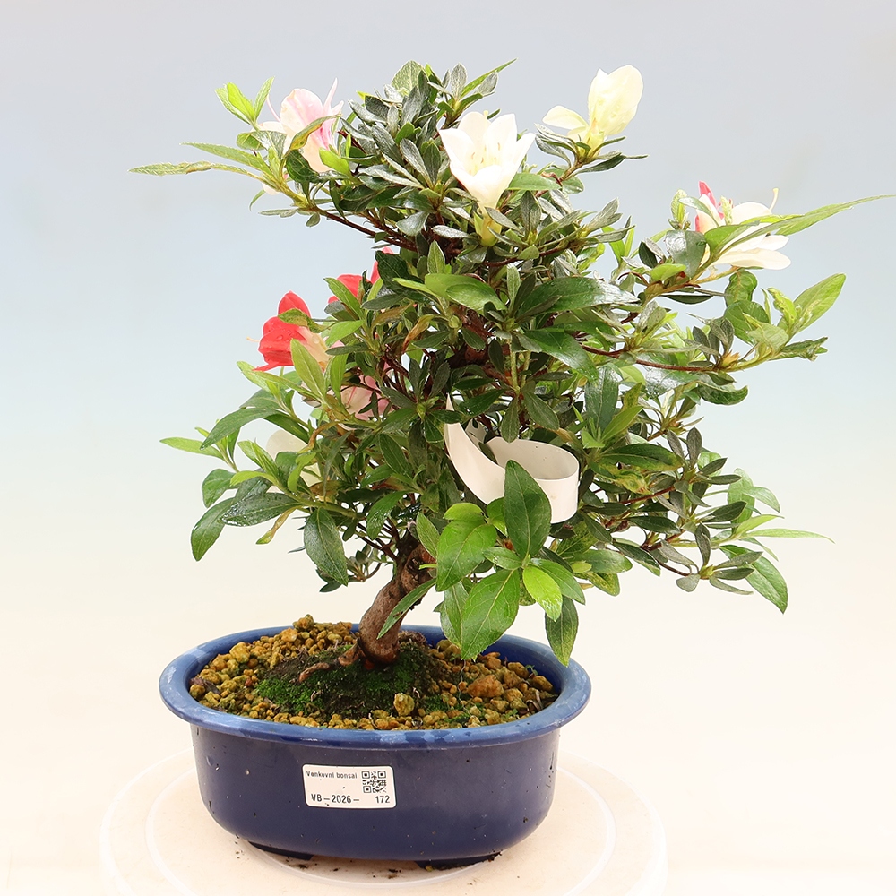 Bonsai zewnętrzne - Azalia japońska - Azalia CHIHIRO