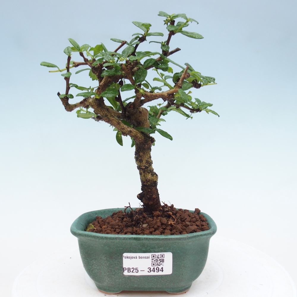 Bonsai pokojowe - Carmona macrophylla - Tea fuki