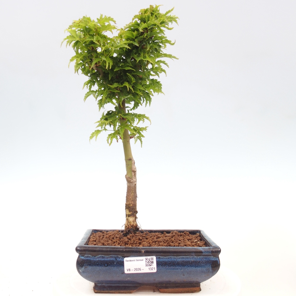 Outdoor bonsai - palma jaworowa Acer palmatum Shishigashira