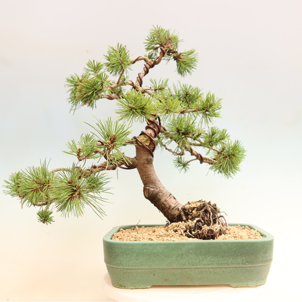 Bonsai ogrodowe – Pinus mugo Humpy – sosna karłowata