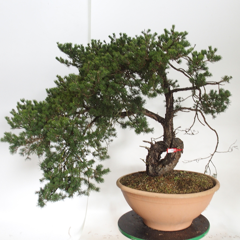 Yamadori - Pinus sylvestris Hiszpania