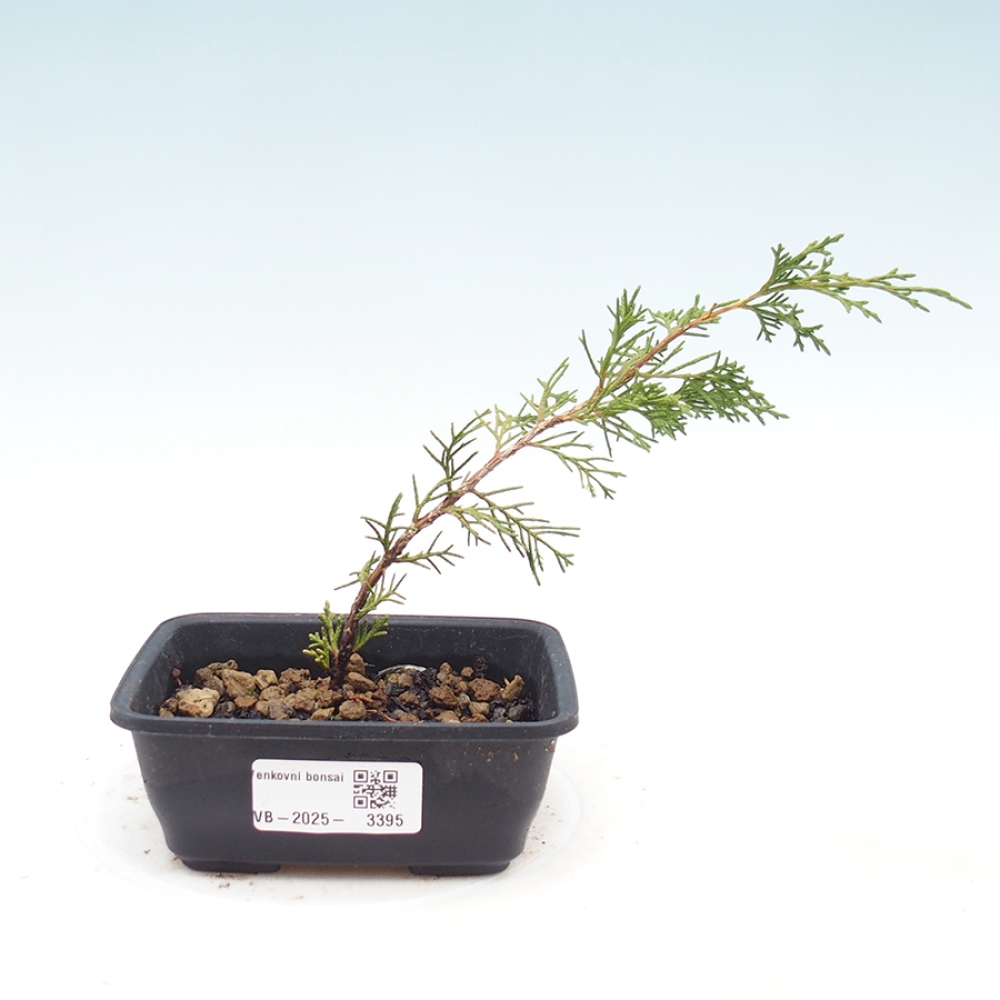 Outdoor bonsai - Juniperus chinensis Itoigawa