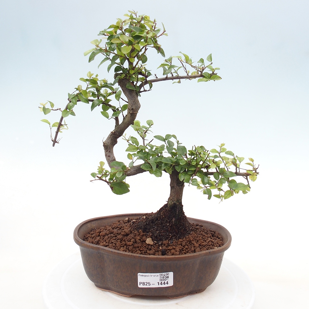 Bonsai wewnętrzne - Sagerécie thea - Sagerécie thea