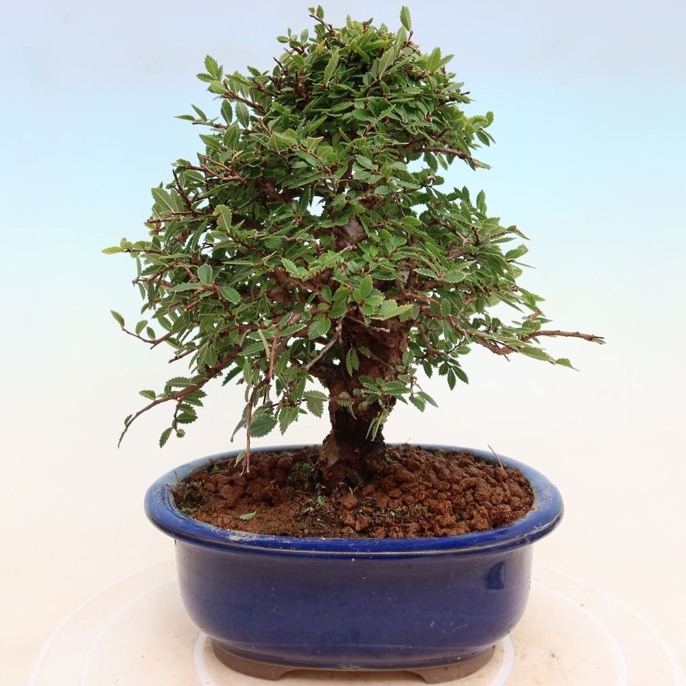 Bonsai zewnętrzne - Zelkova - Zelkova NIRE