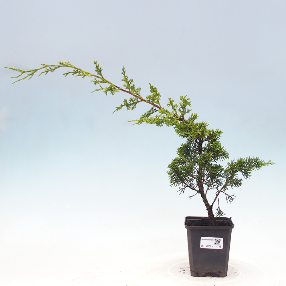 Outdoor bonsai - Juniperus chinensis Itoigawa