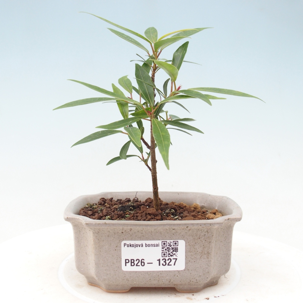 Pokój bonsai - Ficus nerifolia - figowiec drobnolistny