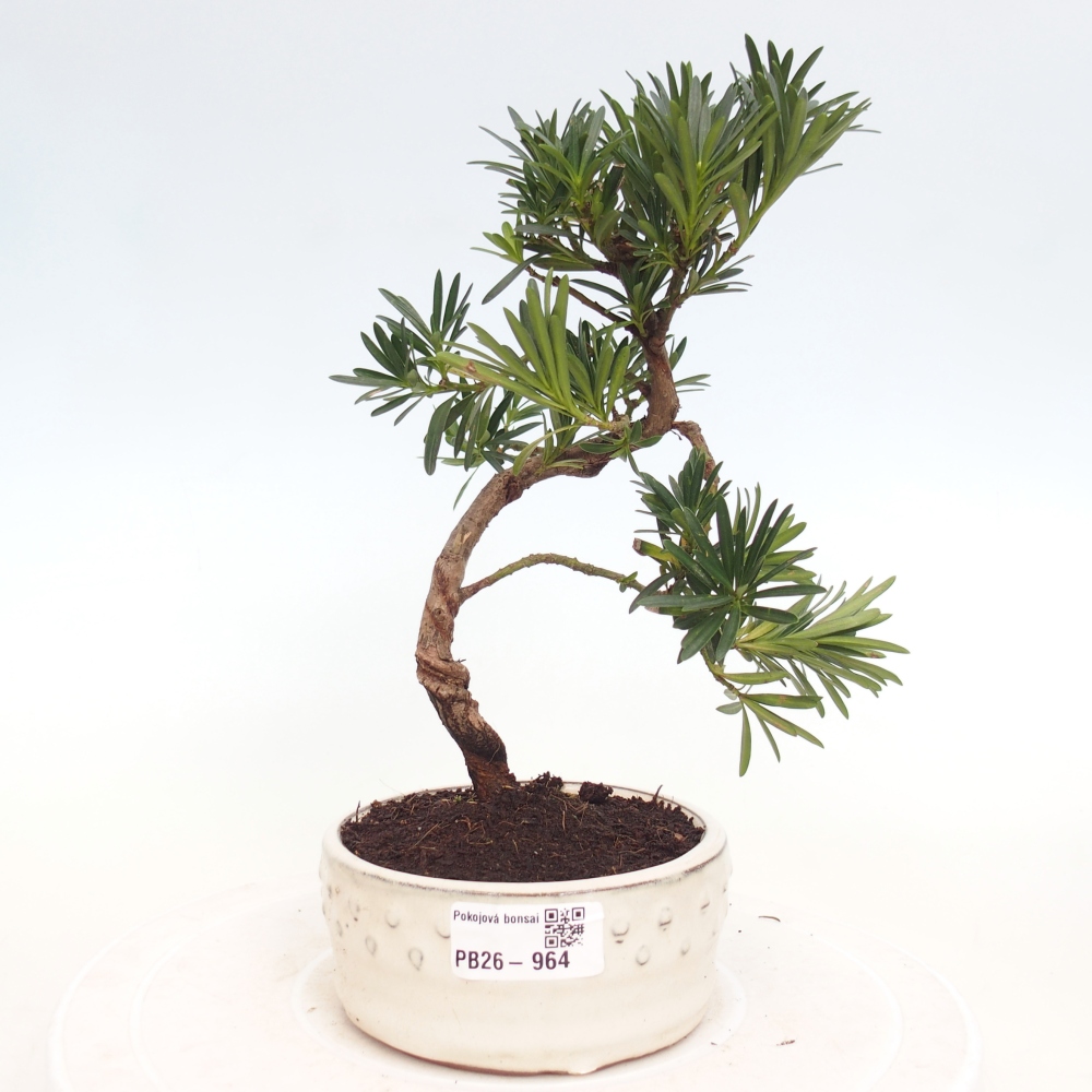 Pokój bonsai - Podocarpus - Kamienny cis