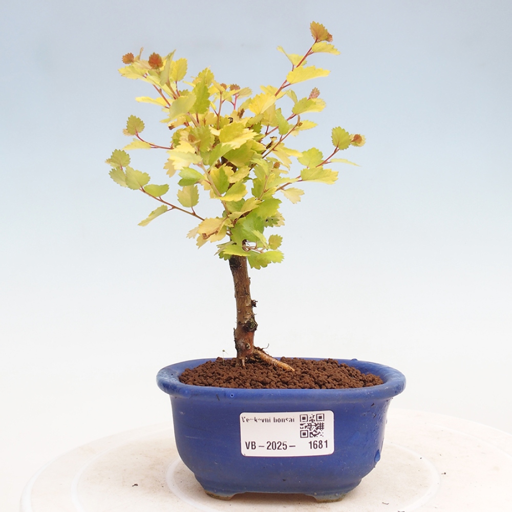 Bonsai zewnętrzne - brzoza karłowata - Betula NANA Treasure