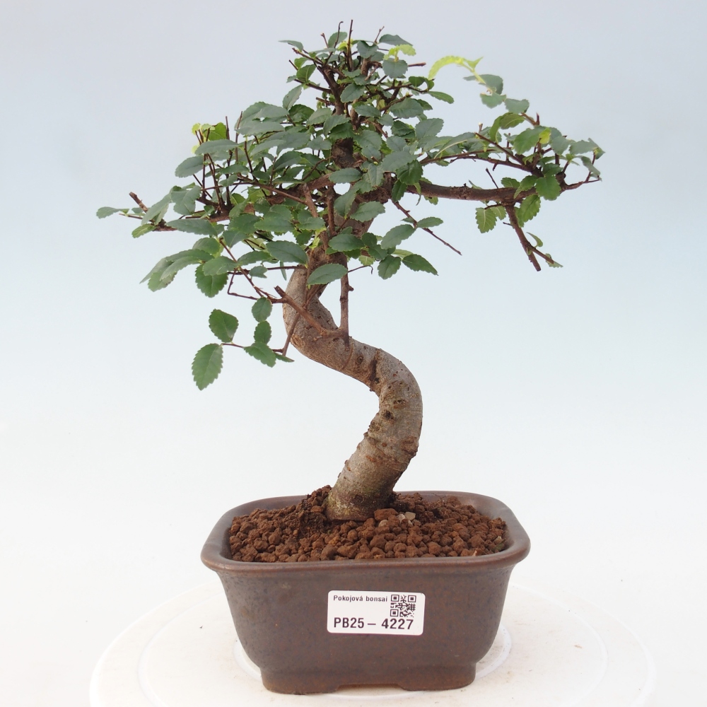 Pokój bonsai - Ulmus parvifolia - Wiąz drobnolistny