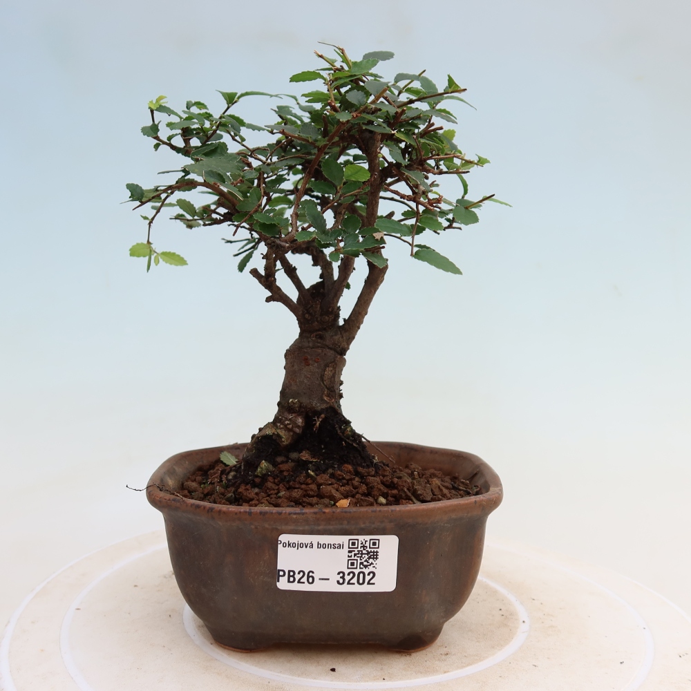 Pokój bonsai - Ulmus parvifolia - Wiąz drobnolistny