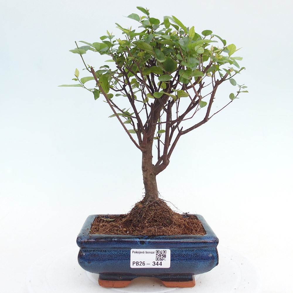 Bonsai pokojowe - Sageretia thea - Sageretia thea