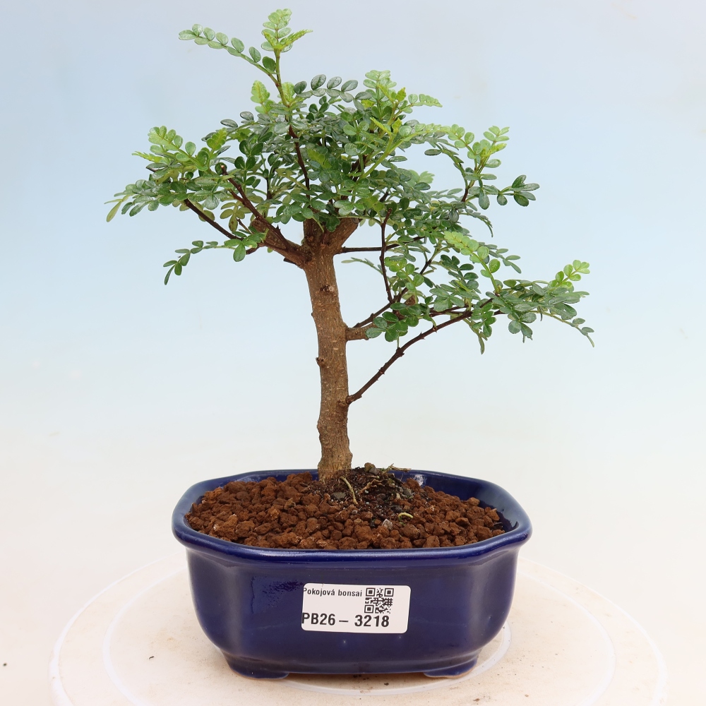 Pokój bonsai - Zantoxylum piperitum - drzewo pieprzowe