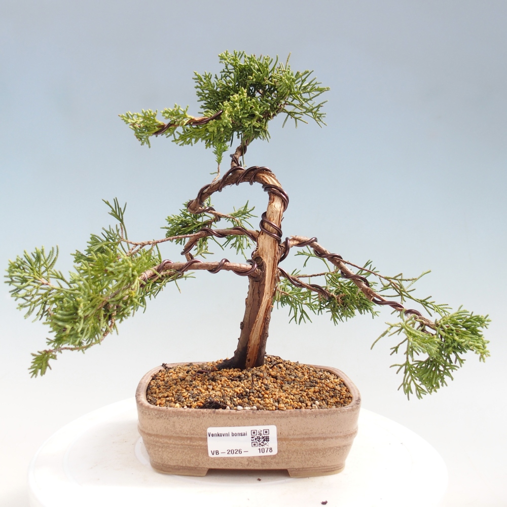 Outdoor bonsai - Juniperus chinensis Kishu