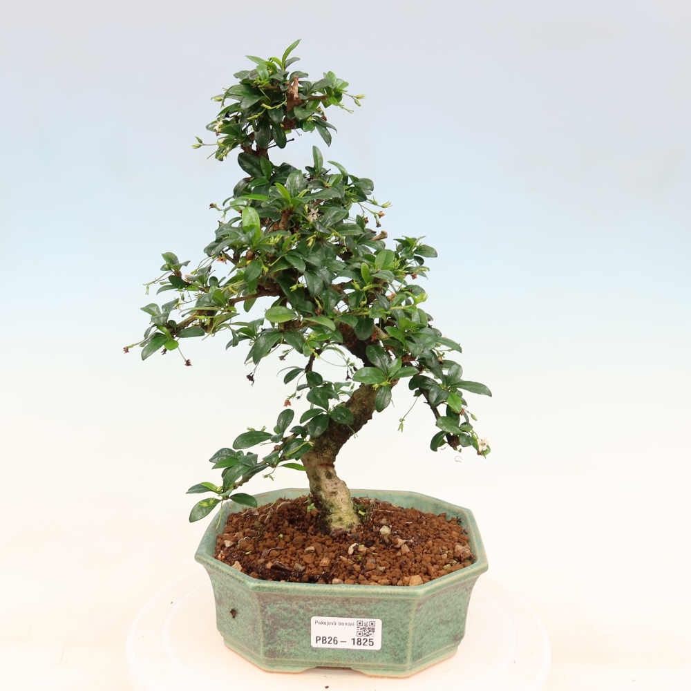 Bonsai pokojowe - Carmona macrophylla - Tea fuki