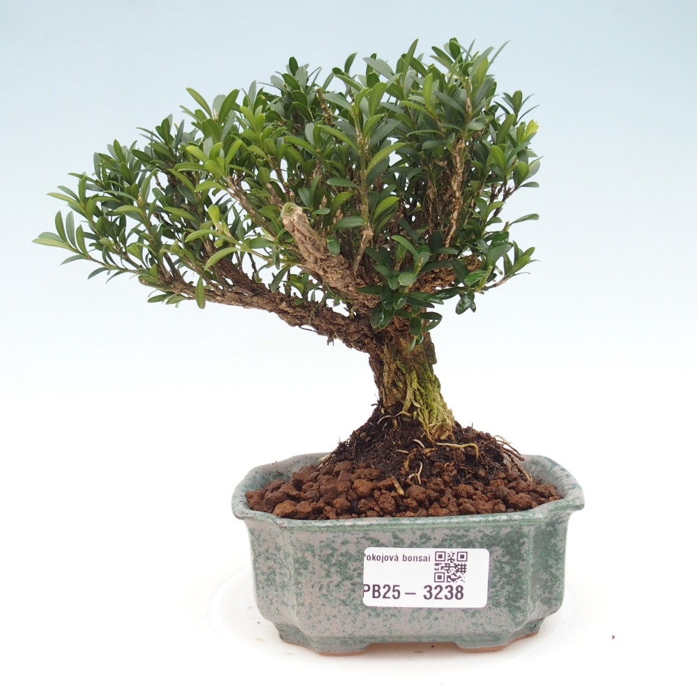 Pokój bonsai - Buxus harlandii - buxus korkowy