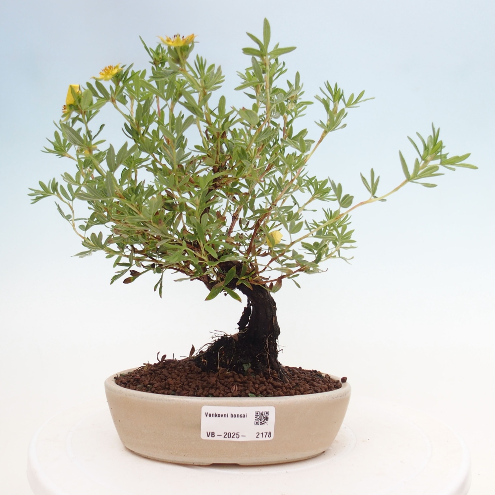 Outdoor bonsai-Pięciolistnik - Potentila fruticosa żółty Ptak