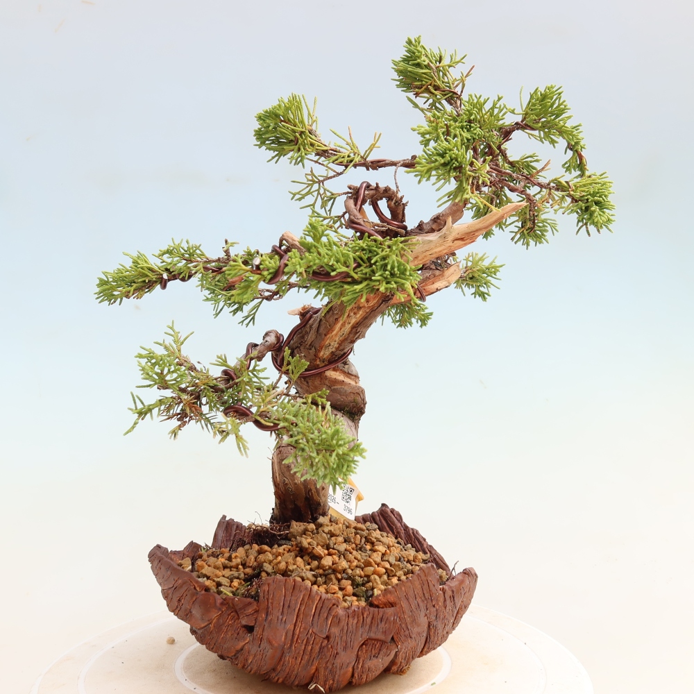 Bonsai ogrodowe – Juniperus chinensis Itoigawa – jałowiec chiński