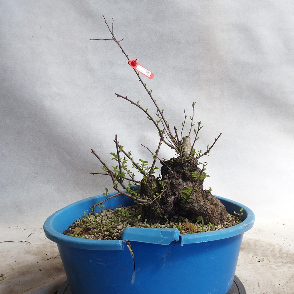 Outdoor bonsai -Mahalebka - Prunus mahaleb