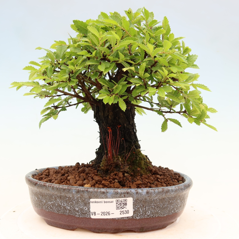 Bonsai zewnętrzne - Zelkova - Zelkova NIRE