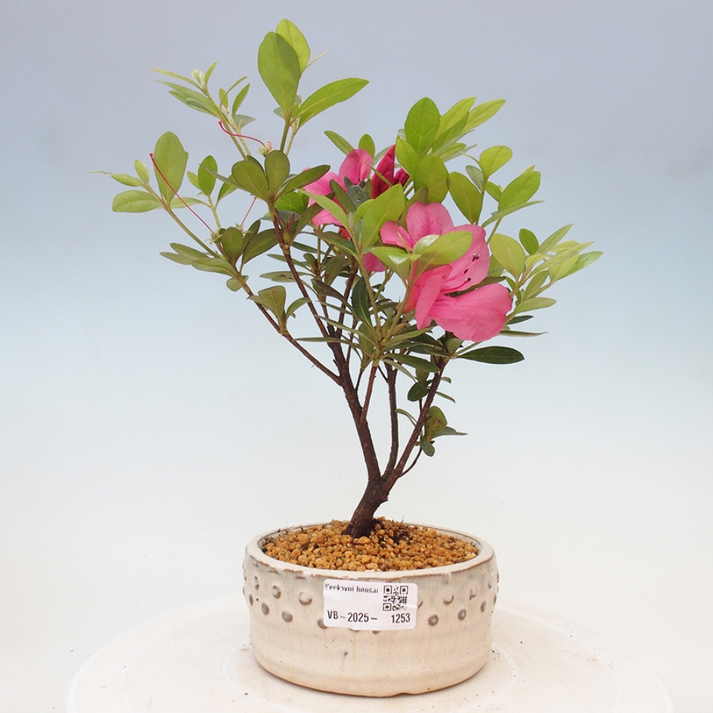 Bonsai zewnętrzne - Azalia japońska - Azalea sp.