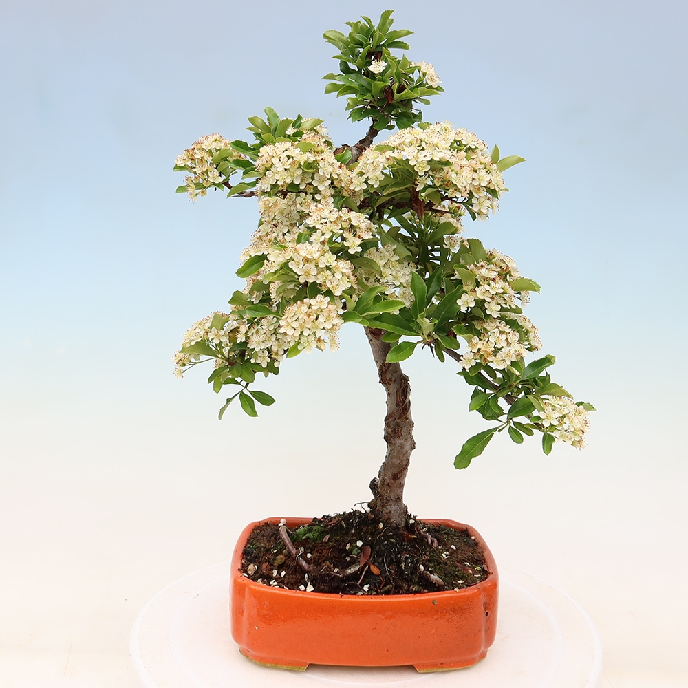 Bonsai ogrodowe – Pyracantha teton – ognik szkarłatny