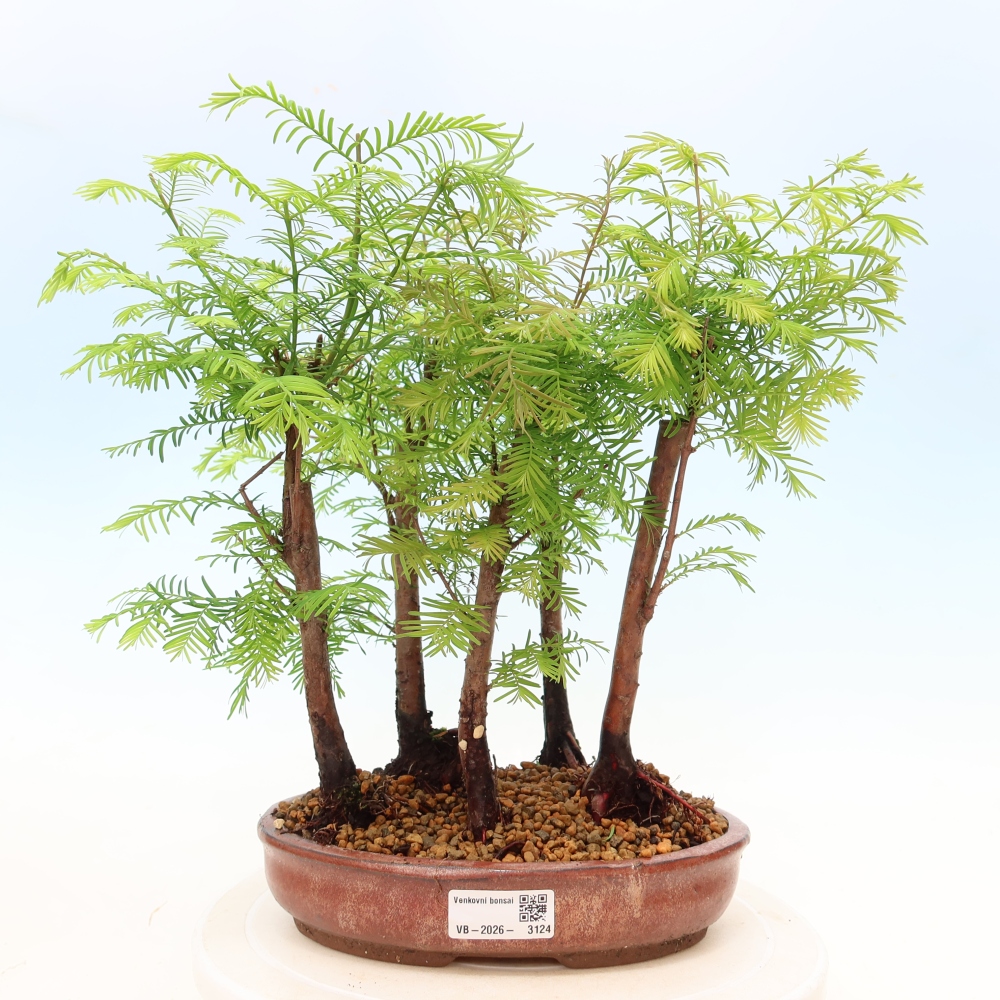 Bonsai ogrodowe – Metasequoia glyptostroboides – metasekwoja chińska – zagajnik