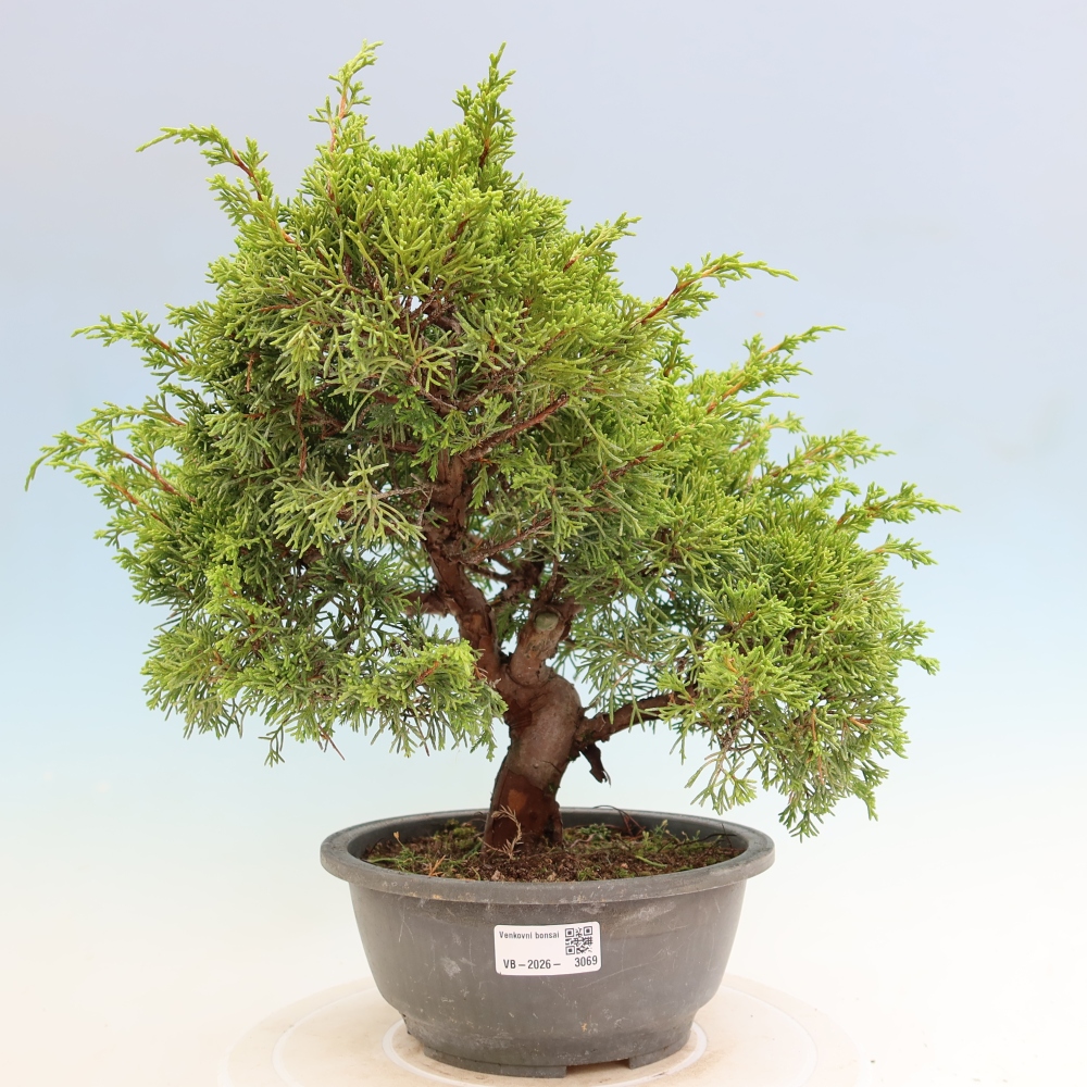 Bonsai ogrodowe – Juniperus chinensis Itoigawa – jałowiec chiński