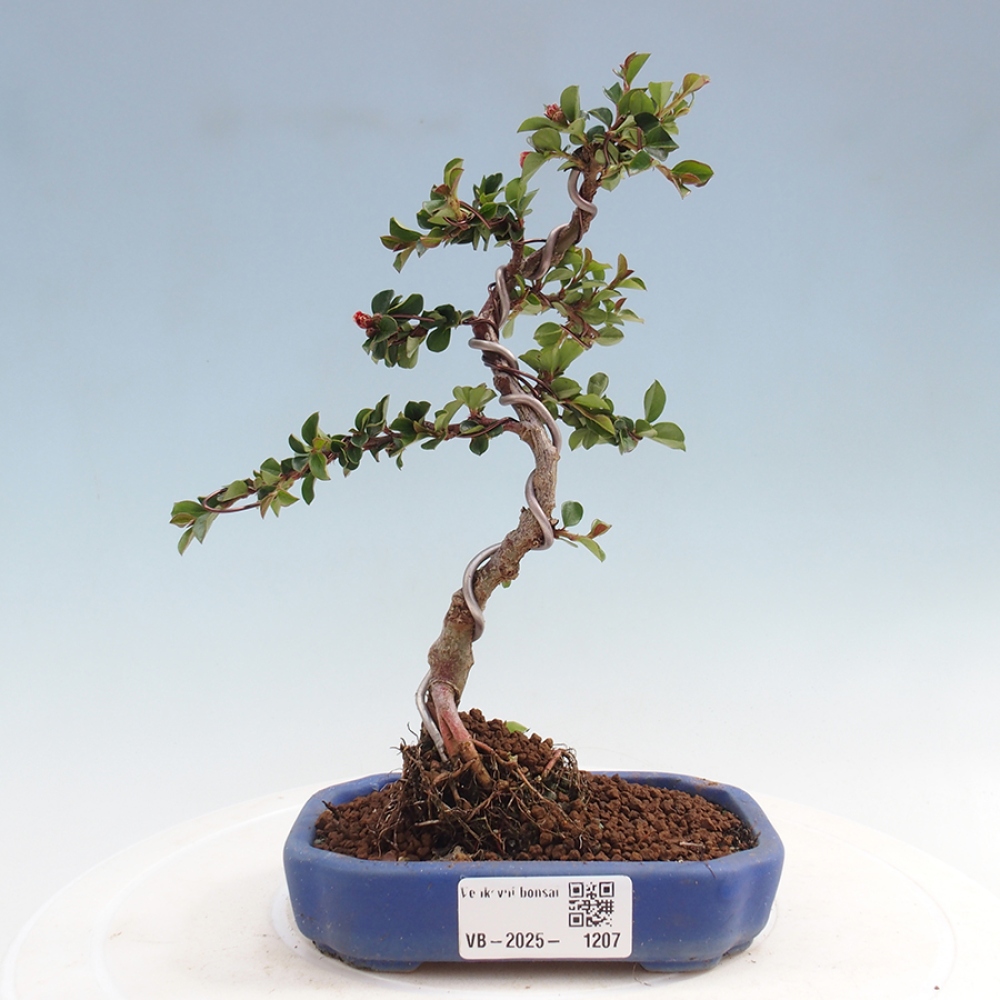 Plenerowe bonsai - Irga pozioma - Drzewo skalne