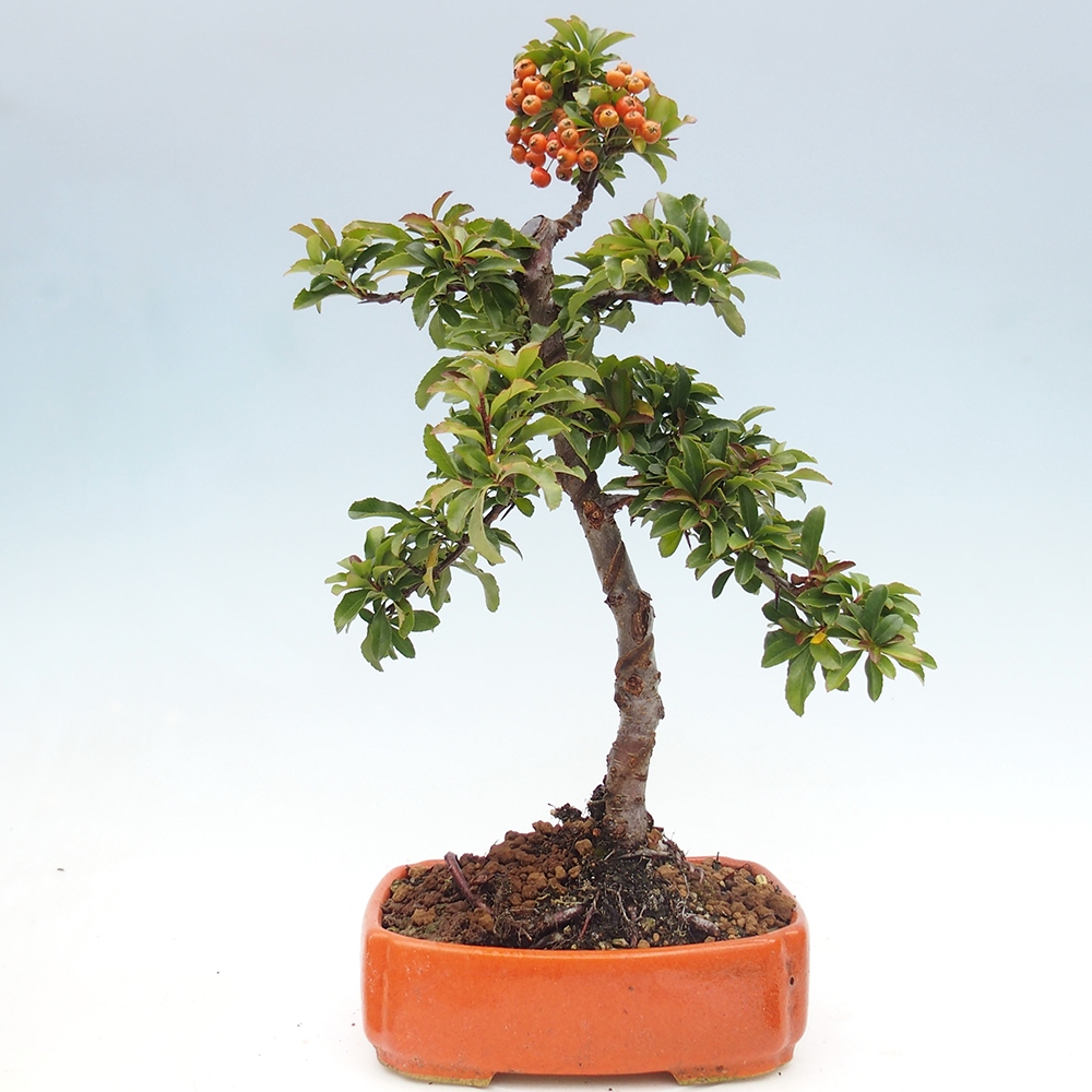 Outdoor bonsai-Pyracantha Teton -Hlox