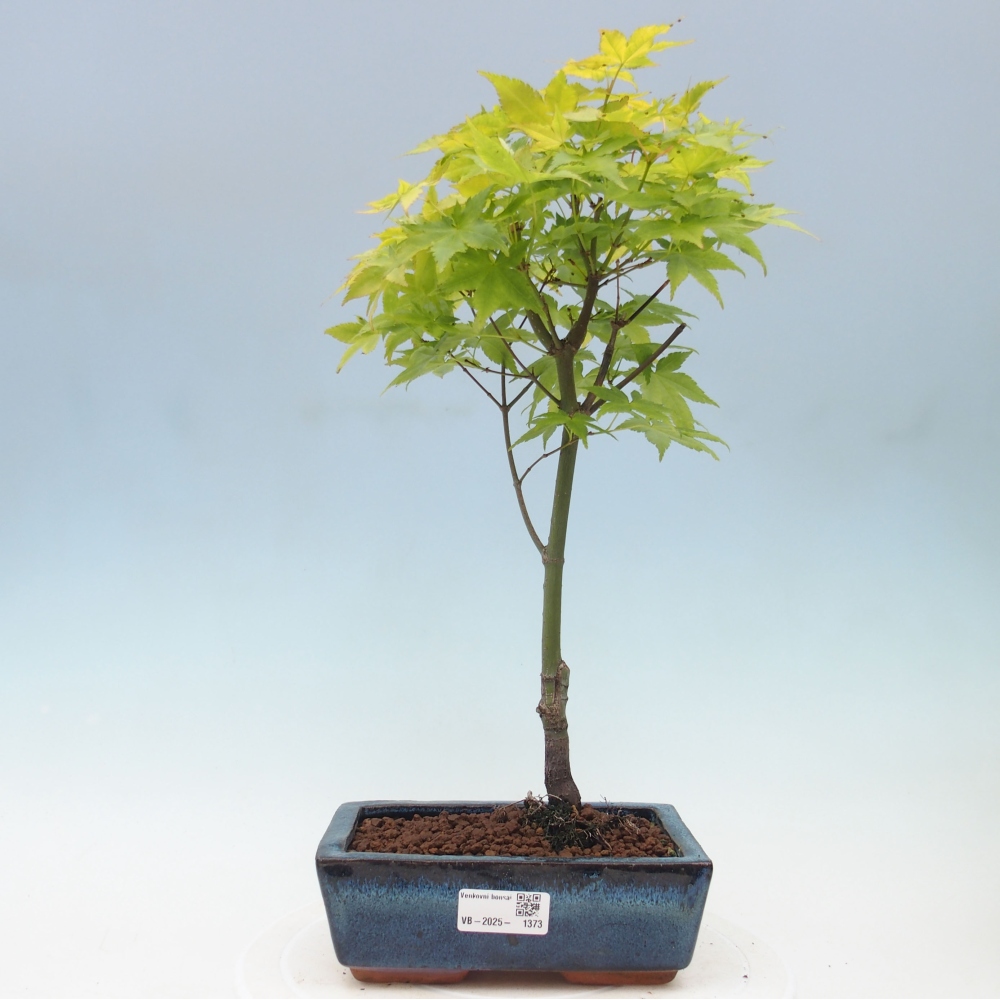 Acer palmatum Aureum - Klon Złotej Palmy