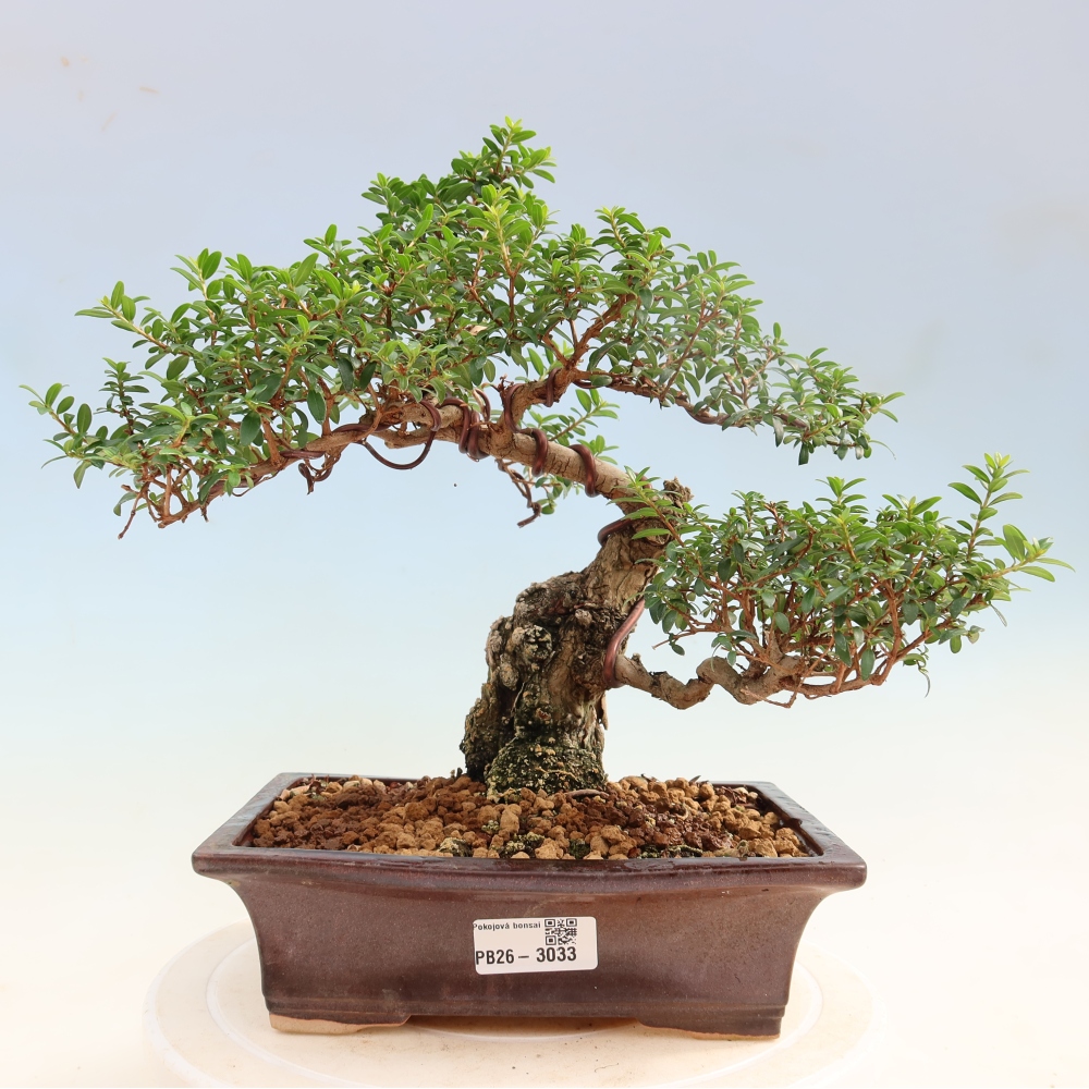 Bonsai pokojowe – Myrtus communis – mirt pospolity