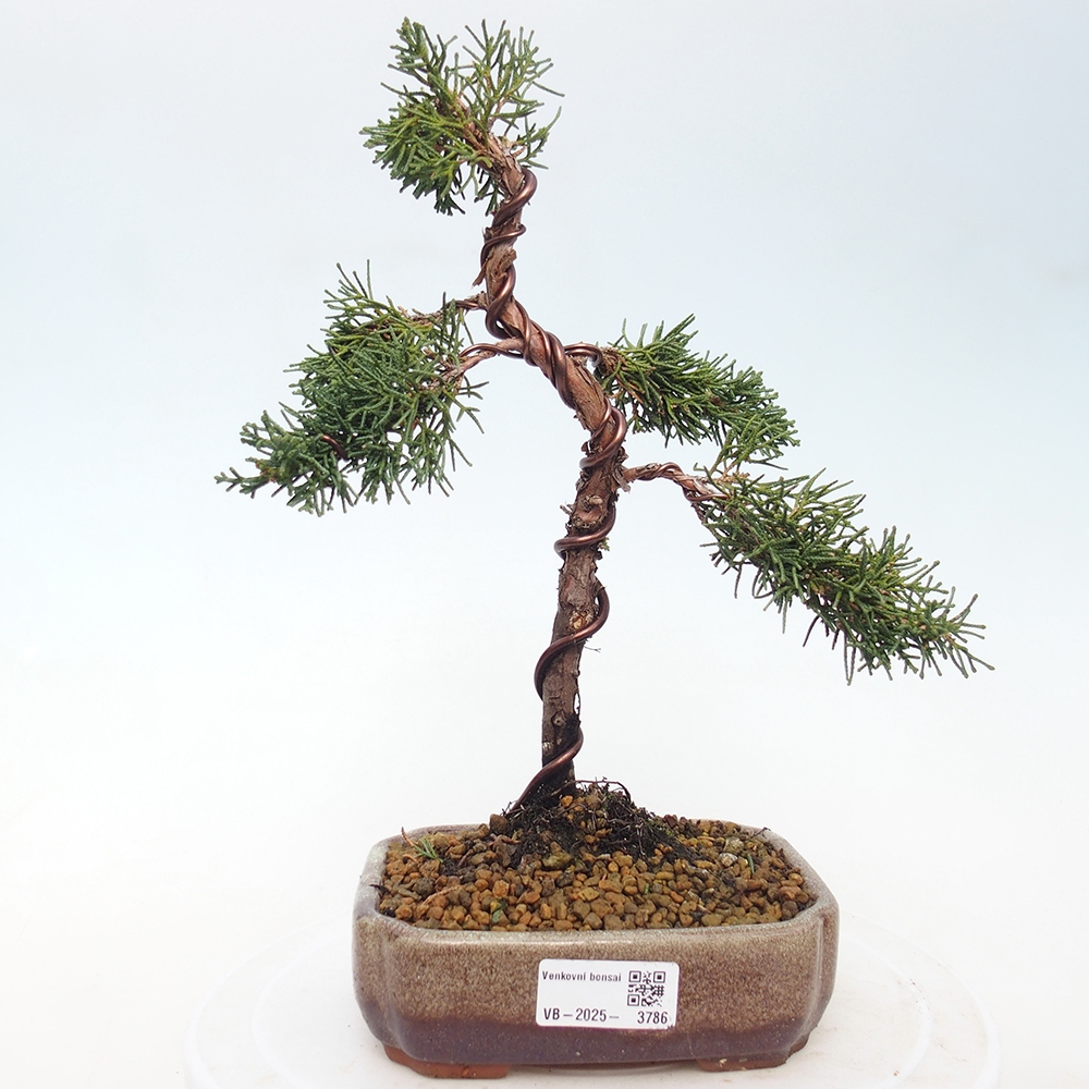 Outdoor bonsai - Juniperus chinensis Kishu