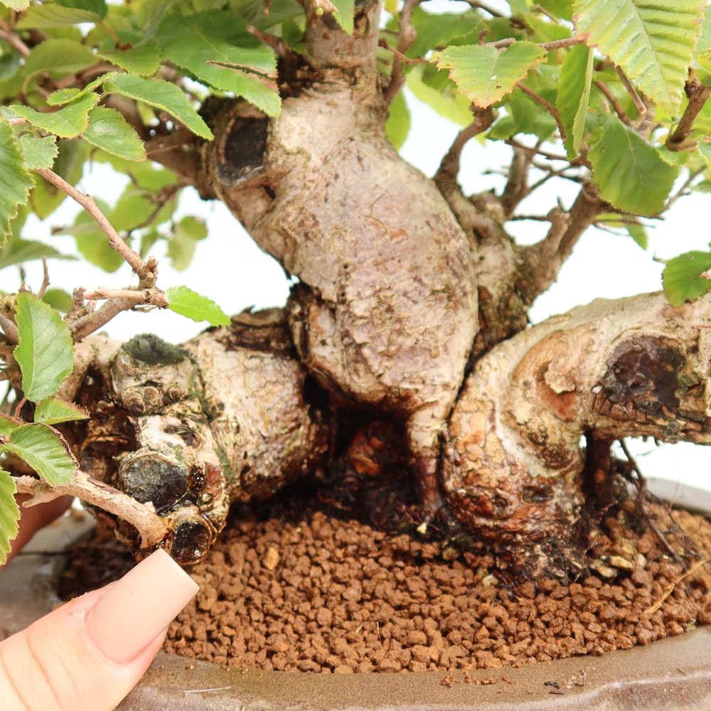 Outdoor bonsai - Carpinus CARPINOIDES - grab koreański
